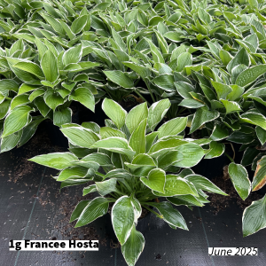June 2025 1g Francee Hosta Group for Website